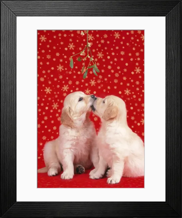 Framed Print : Dog - Puppies kissing under misletoe Framed Print : Dog - Puppies kissing under misletoe