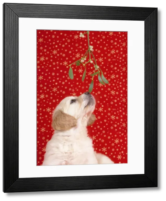 Framed Print : Golden Retriever Dog - Puppy under Mistletoe