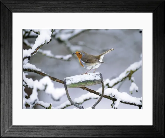 Framed Print : Robin - perched on spade handle Added background & snow on handle Framed Print : Robin - perched on spade handle Added background & snow on handle