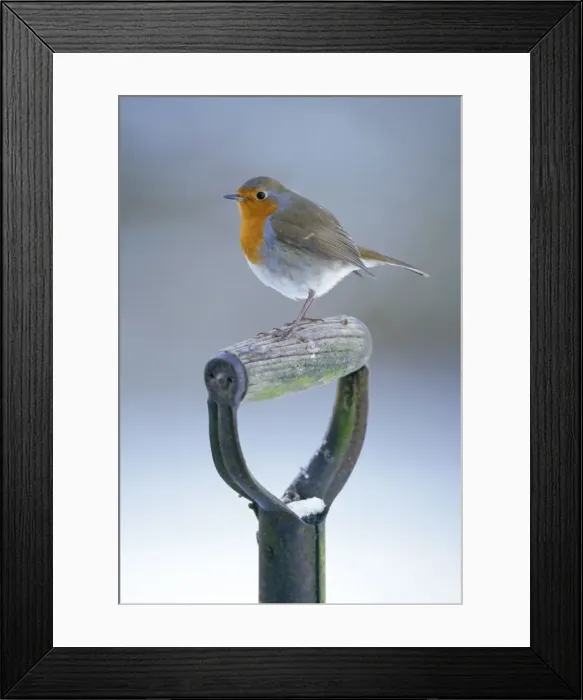 Framed Print : Robin - on spade handle in winter Framed Print : Robin - on spade handle in winter