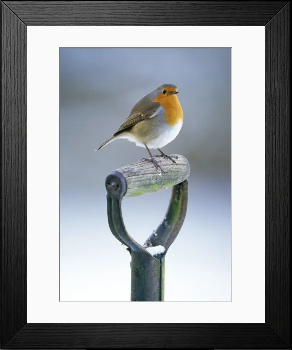 Framed Print : Robin. JD-14138. Robin - perched on spade handle Framed Print : Robin. JD-14138. Robin - perched on spade handle
