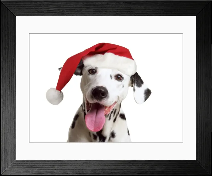 Framed Print : Dalmatian Dog - wearing Christmas hat Digital Manipulation: Christmas hat Framed Print : Dalmatian Dog - wearing Christmas hat Digital Manipulation: Christmas hat