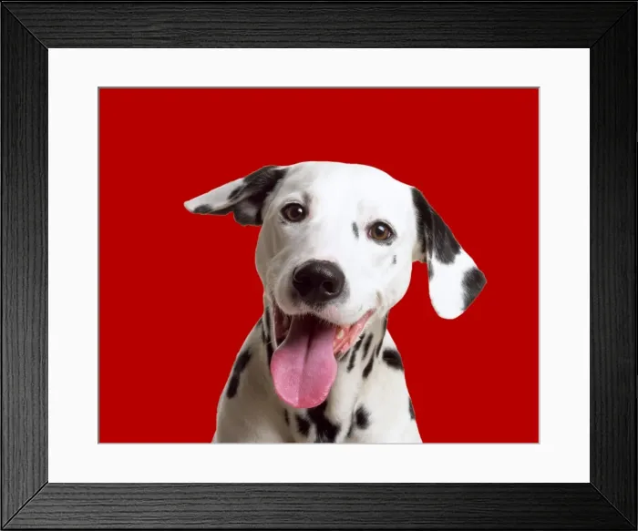 Framed Print : Dalmatian Dog Digital Mainpulation: Red background Framed Print : Dalmatian Dog Digital Mainpulation: Red background