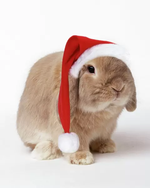 Dwarf Lop (Fancy) Rabbit Fawn - wearing Christmas hat