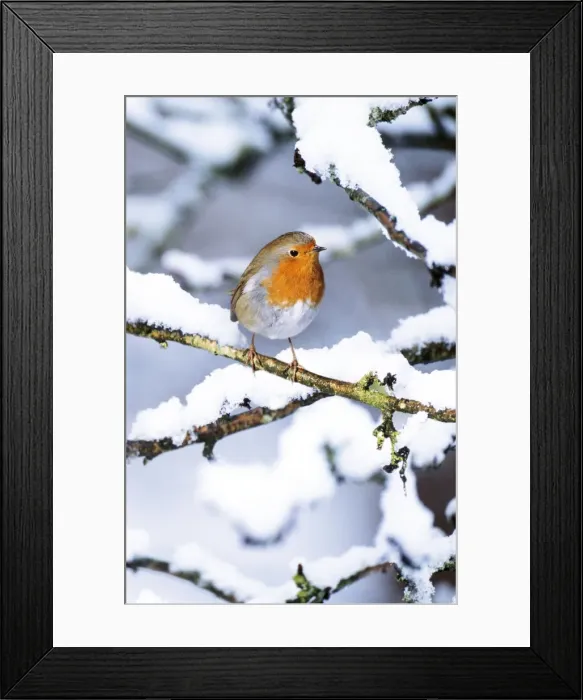 Framed Print : Robin - on snow covered branch. Added snow & background Framed Print : Robin - on snow covered branch. Added snow & background