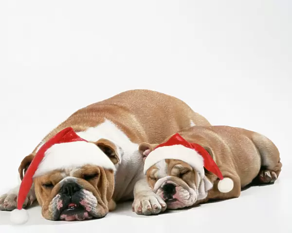 Bulldog - asleep with puppy wearing Christmas hats