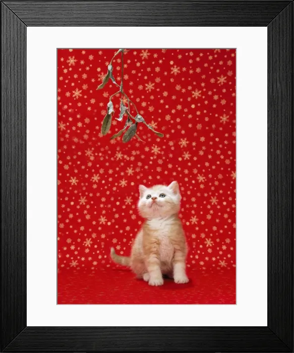 Framed Print : Ginger Cat - kitten under mistletoe Framed Print : Ginger Cat - kitten under mistletoe