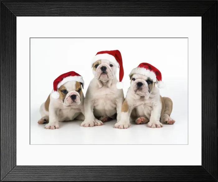 Framed Print : Bulldog Puppies - wearing Christmas hats. Digital manipulation - added hats SU JD SU Framed Print : Bulldog Puppies - wearing Christmas hats. Digital manipulation - added hats SU JD SU