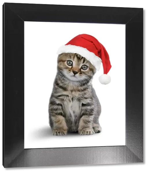 Tabby Cat - kitten wearing Christmas hat Digital Manipulation: Christmas hat JD