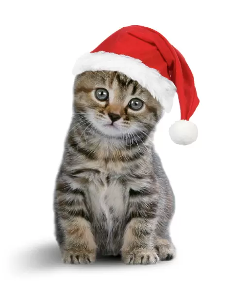 Tabby Cat - kitten wearing Christmas hat Digital Manipulation: Christmas hat JD