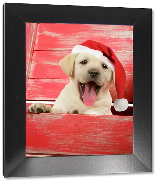 DOG. Labrador retriever puppy in a wooden box wearing a Christmas hat Digitally manipulated image. JD hat added, background colour changed