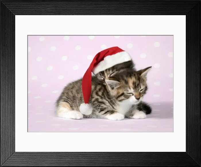Framed Print : Cat - two sleepy kittens, one wearing a Christmas hat Framed Print : Cat - two sleepy kittens, one wearing a Christmas hat