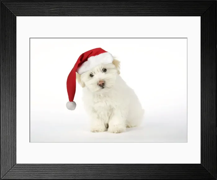 Framed Print : DOG - Coton de Tulear puppy ( 8 wks old ) wearing Christmas hat