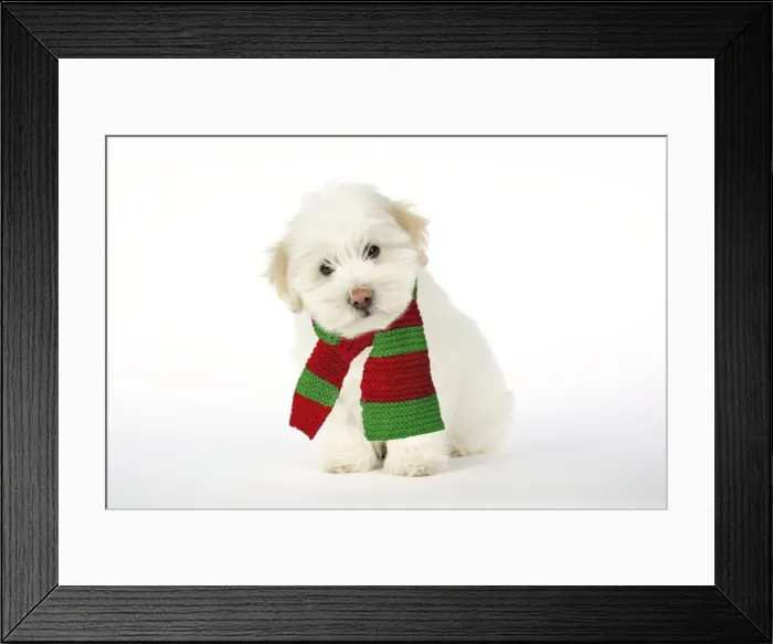 Framed Print : DOG - Coton de Tulear puppy ( 8 wks old ) wearing scarf Framed Print : DOG - Coton de Tulear puppy ( 8 wks old ) wearing scarf