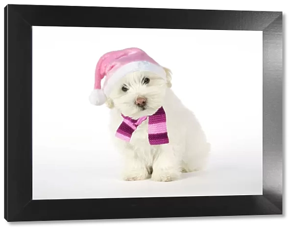 DOG - Coton de Tulear puppy ( 8 wks old ) wearing pink hat & scarf
