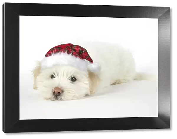 DOG. Coton de Tulear puppy ( 8 wks old ) wearing tartan cap
