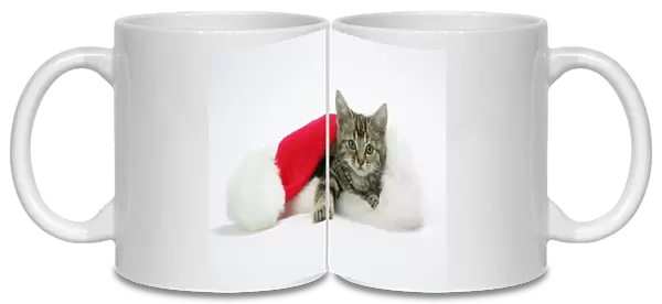 Cat - Kitten in a Christmas hat