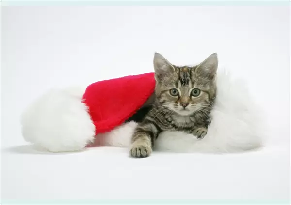 Cat - Kitten in a Christmas hat