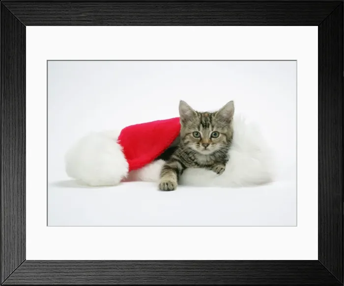 Framed Print : Cat - Kitten in a Christmas hat