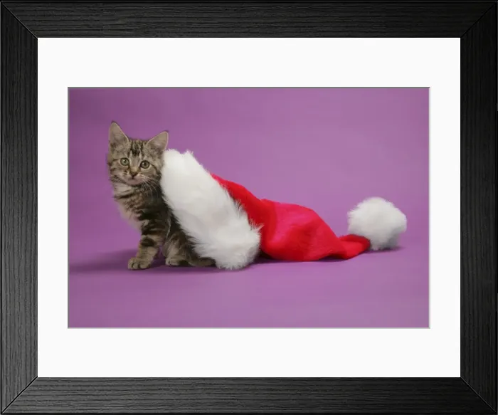 Framed Print : Cat - Kitten in a Christmas hat Framed Print : Cat - Kitten in a Christmas hat