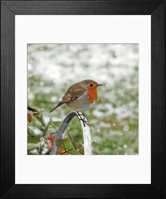 Framed Print : Robin - Sitting on watering can - Feathers fluffed up to keep warm in winter (snow in background) Digital Manipulation: falling snow
