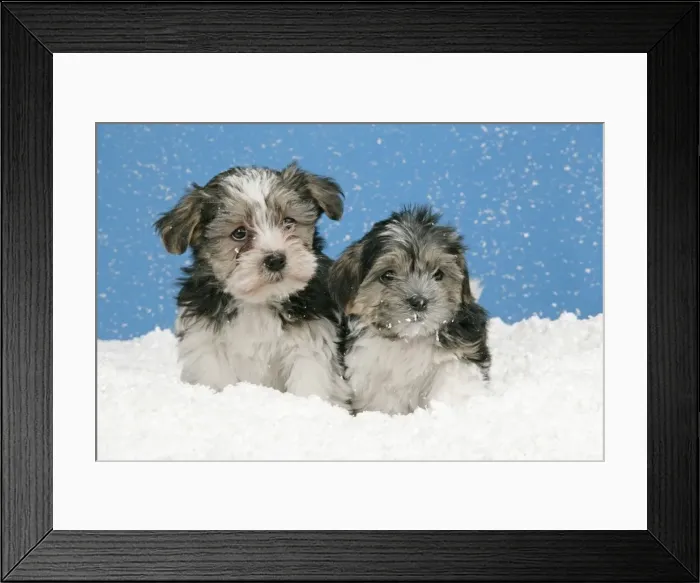 Framed Print : Dog. Lhasa Apso cross puppies (7 weeks old) in snow Framed Print : Dog. Lhasa Apso cross puppies (7 weeks old) in snow