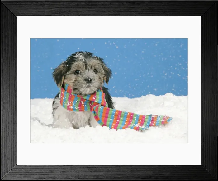 Framed Print : Dog. Lhasa Apso cross puppy (7 weeks old) with scarf on in snow Framed Print : Dog. Lhasa Apso cross puppy (7 weeks old) with scarf on in snow