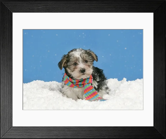 Framed Print : Dog. Lhasa Apso cross puppy (7 weeks old) with scarf on in snow Framed Print : Dog. Lhasa Apso cross puppy (7 weeks old) with scarf on in snow