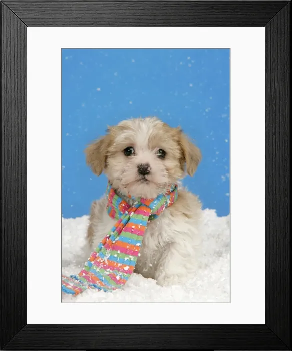 Framed Print : Dog. Lhasa Apso cross puppy (7 weeks old) with scarf on in snow Framed Print : Dog. Lhasa Apso cross puppy (7 weeks old) with scarf on in snow