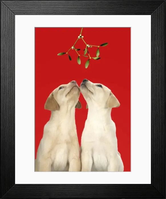 Framed Print : DOG. Labrador Retriever - 9 wk old puppies looking up at mistletoe Framed Print : DOG. Labrador Retriever - 9 wk old puppies looking up at mistletoe
