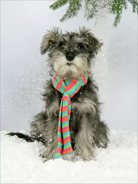 DOG. Schnauzer puppy in snow wearing scarf