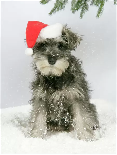 DOG. Schnauzer puppy in snow wearing hat