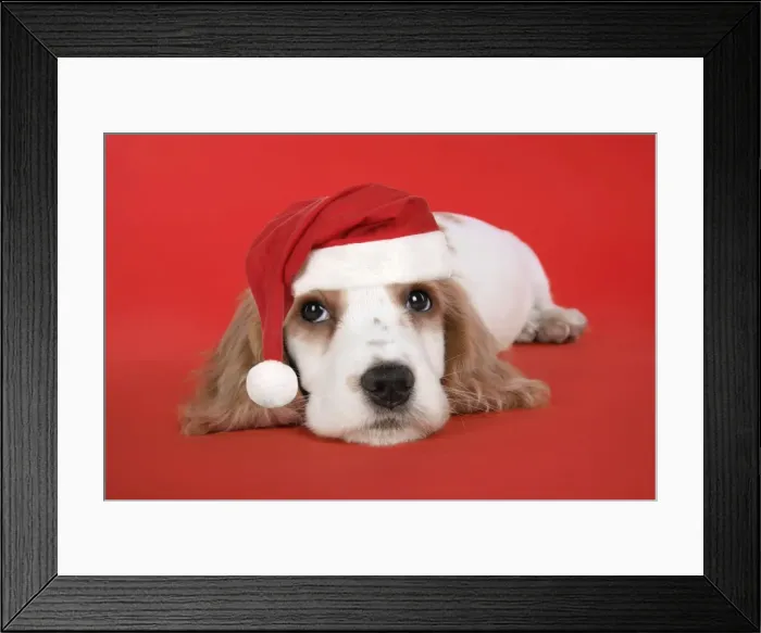 Framed Print : DOG. Cocker Spaniel puppy wearing Christmas hat. Digital Manipulation: Hat, red background Framed Print : DOG. Cocker Spaniel puppy wearing Christmas hat. Digital Manipulation: Hat, red background