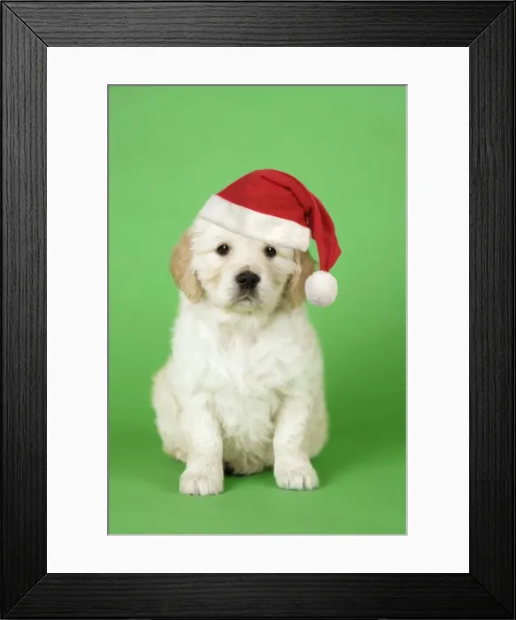 Framed Print : Dog. Golden Retriever puppy (6 weeks) sitting down wearing Christmas hat. Digital Manipulation: Hat, darker green background Framed Print : Dog. Golden Retriever puppy (6 weeks) sitting down wearing Christmas hat. Digital Manipulation: Hat, darker green background