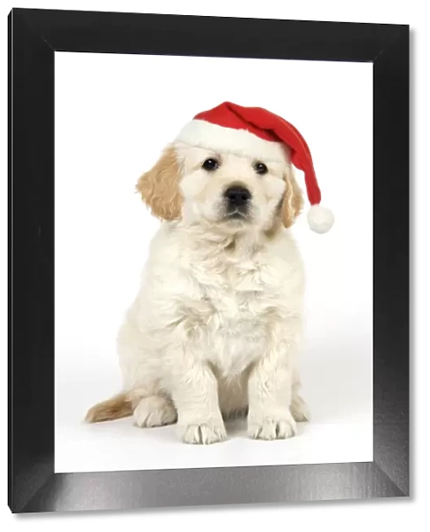 Dog. Golden Retriever puppy (6 weeks) sitting down wearing Christmas hat. Digiial Manipulation: Christmas hat, lifted eyes