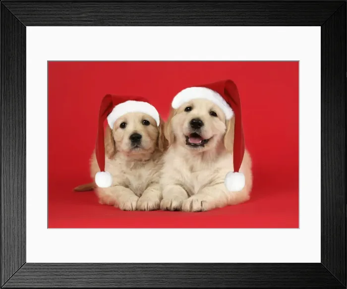 Framed Print : Dog. Golden Retriever puppies (6 weeks) lying down together wearing Christmas hats. Digital Manipulation: hats Framed Print : Dog. Golden Retriever puppies (6 weeks) lying down together wearing Christmas hats. Digital Manipulation: hats