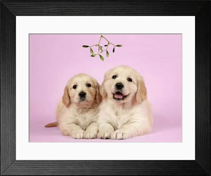 Framed Print : Dog. Golden Retriever puppies (6 weeks) lying down together under mistletoe Digital Manipulation: Mistletoe (Usher) Framed Print : Dog. Golden Retriever puppies (6 weeks) lying down together under mistletoe Digital Manipulation: Mistletoe (Usher)