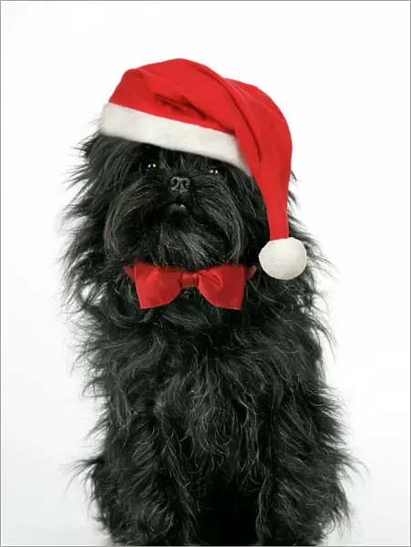 DOG. Affenpinscher - wearing Christmas hat & bow tie Digital Manipulation: added hat & bow tie