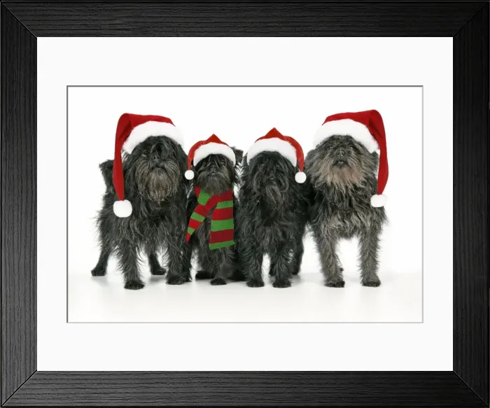 Framed Print : DOG. Affenpinscher 4 together. Manipulated image. Hats and scarf added Framed Print : DOG. Affenpinscher 4 together. Manipulated image. Hats and scarf added