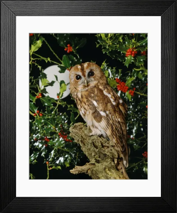 Framed Print : Tawny Owl. JD-6228. TAWNY OWL - With full moon and holly Framed Print : Tawny Owl. JD-6228. TAWNY OWL - With full moon and holly