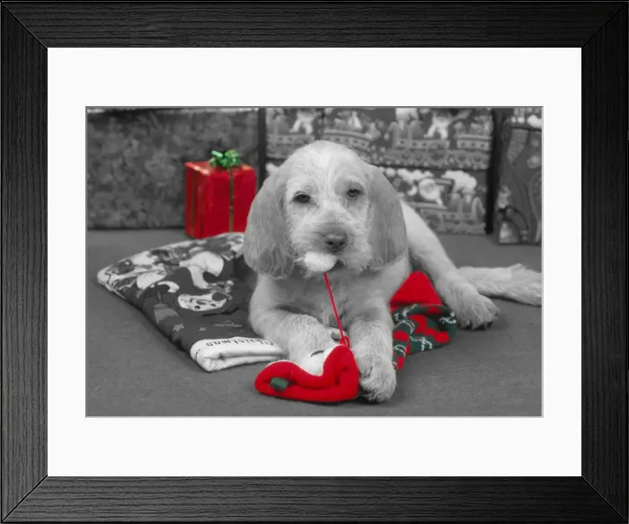 Framed Print : Spinone Dog - Puppy at Christmas Black and White with selective colouring Framed Print : Spinone Dog - Puppy at Christmas Black and White with selective colouring