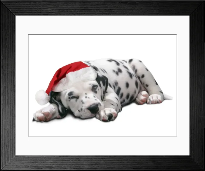 Framed Print : Dalmatian Dog - Puppy asleep, wearng Christmas hat Framed Print : Dalmatian Dog - Puppy asleep, wearng Christmas hat
