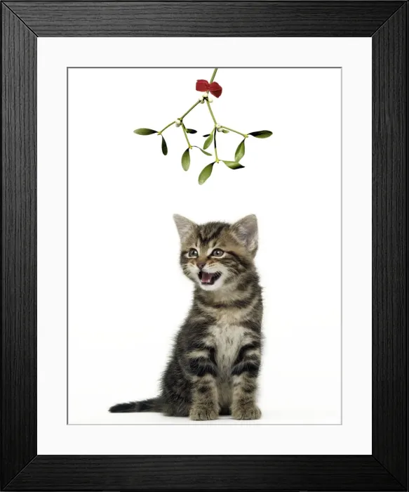 Framed Print : CAT - Tabby Kiten under Mistletoe Framed Print : CAT - Tabby Kiten under Mistletoe