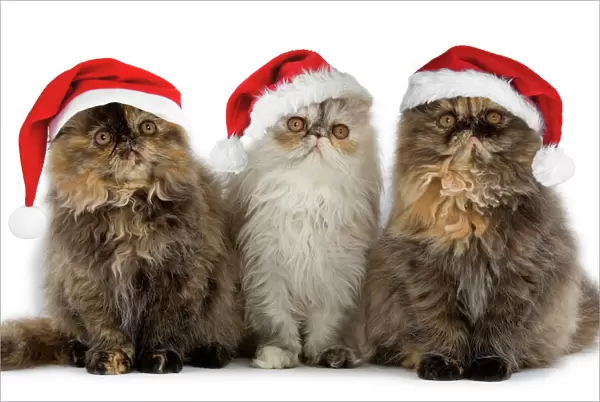 Persian Cats - three sitting in line Digital manipulation - added hats