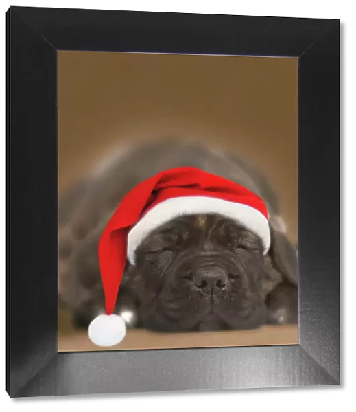 Dog - Chocolate Labrador puppy asleep wearing Christmas hat. SG hat