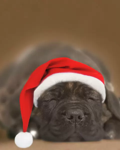 Dog - Chocolate Labrador puppy asleep wearing Christmas hat. SG hat