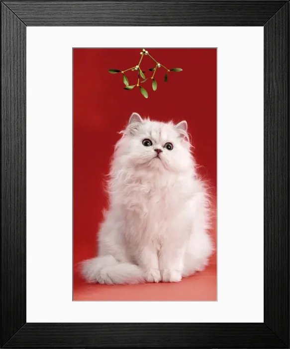 Framed Print : Persian Chinchilla Cat - long-haired, under mistletoe Framed Print : Persian Chinchilla Cat - long-haired, under mistletoe