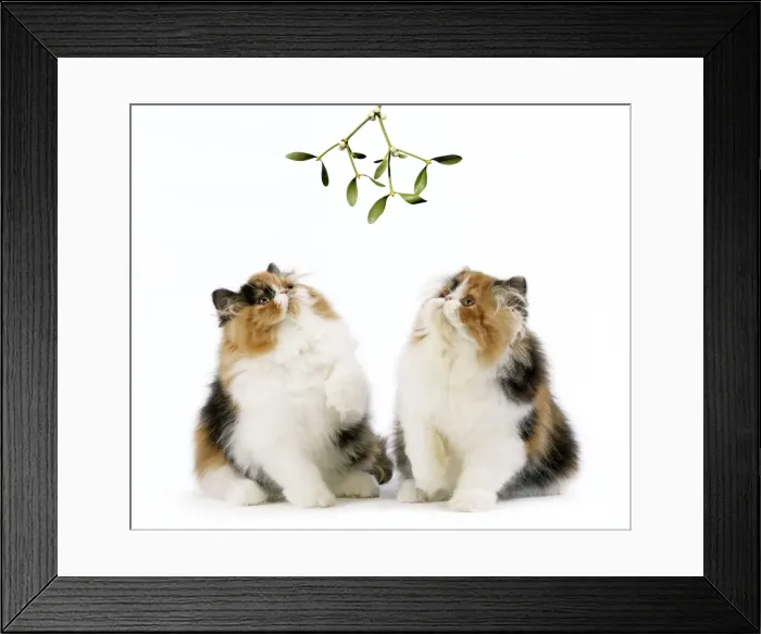Framed Print : Cat - Tortoiseshell and White Persian kittens under mistletoe Framed Print : Cat - Tortoiseshell and White Persian kittens under mistletoe