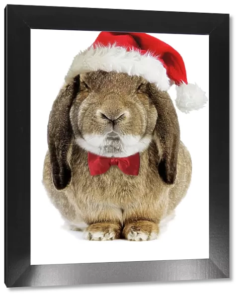 Rabbit Belier francais breed - wearing CHristmas hat & bow tie Digital Manipulation: added hat (Su) & bow tie (JD)
