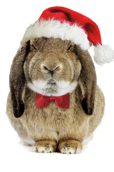 Rabbit Belier francais breed - wearing CHristmas hat & bow tie Digital Manipulation: added hat (Su) & bow tie (JD)